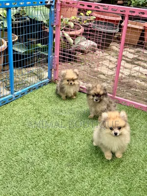1-3 months Male Purebred Pomeranian