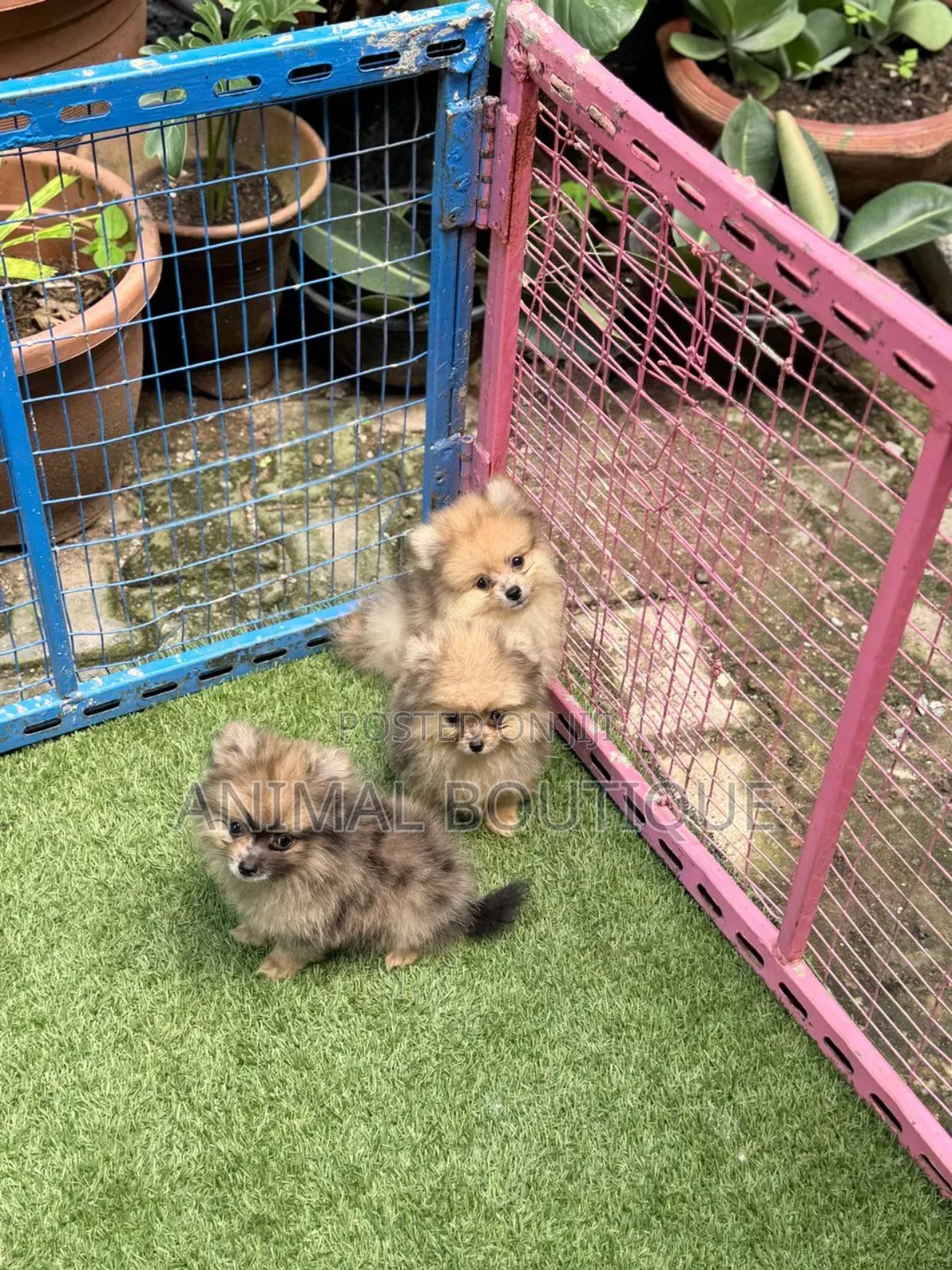 1-3 months Male Purebred Pomeranian