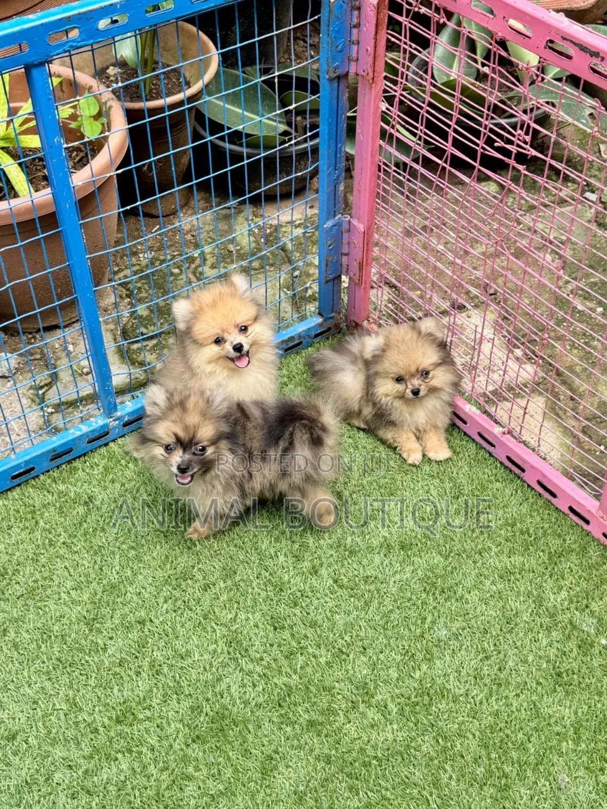 1-3 months Male Purebred Pomeranian