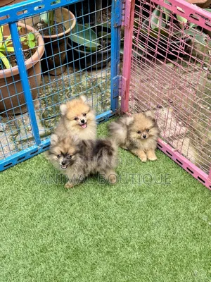 1-3 months Male Purebred Pomeranian