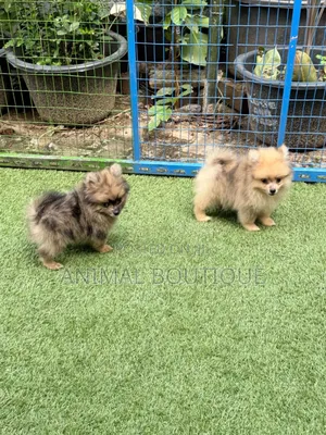 1-3 months Male Purebred Pomeranian