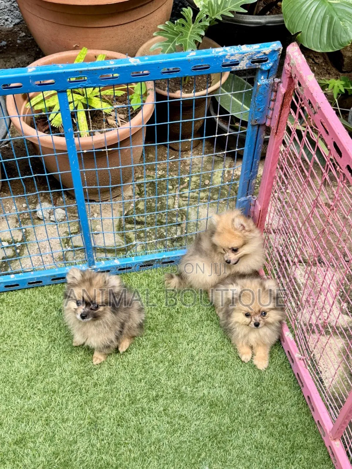 1-3 months Male Purebred Pomeranian