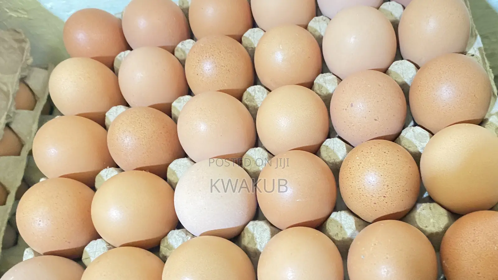 Poultry Products - Fresh Eggs From the Farm
