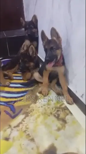 3-6 months Male Purebred German Shepherd