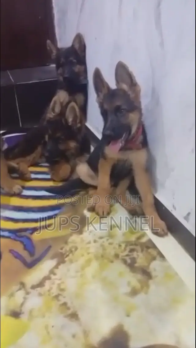 3-6 months Male Purebred German Shepherd