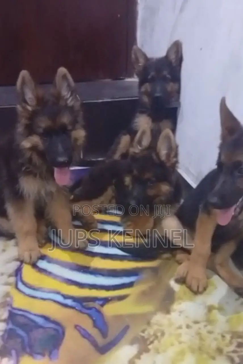 3-6 months Male Purebred German Shepherd
