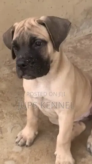 1-3 months Female Purebred Boerboel