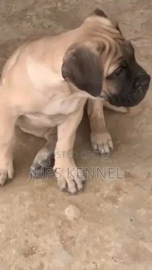 1-3 months Female Purebred Boerboel