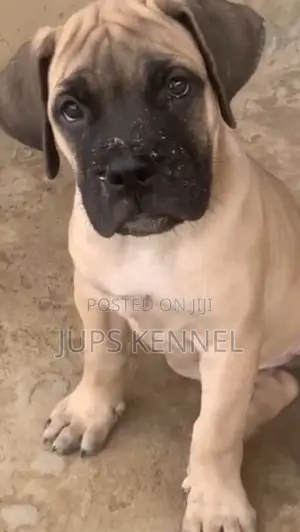 1-3 months Female Purebred Boerboel