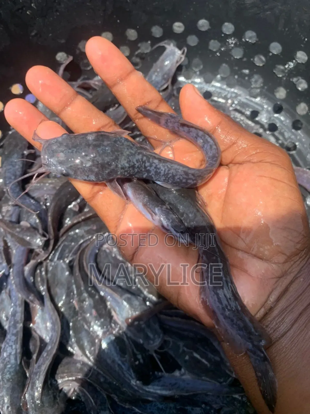 Fish Farming Training