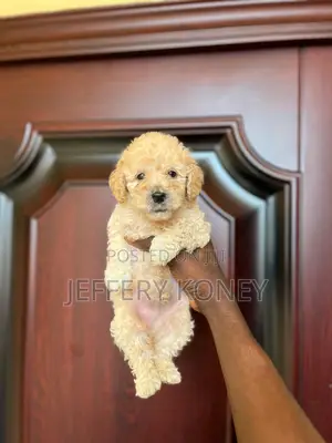 1-3 months Male Purebred Poodle