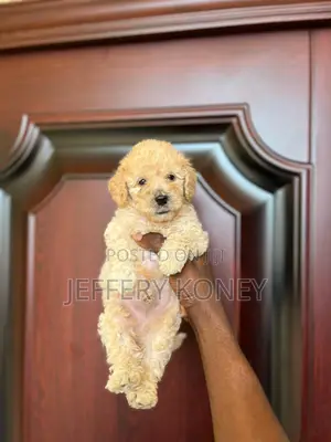 1-3 months Male Purebred Poodle