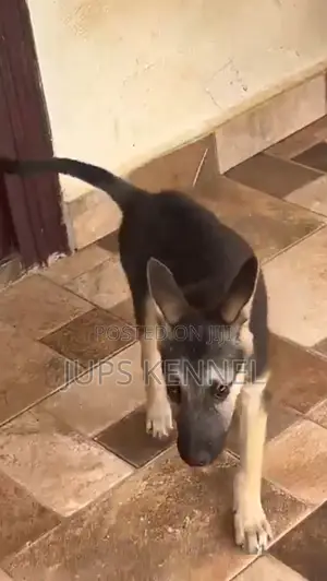 1-3 months Male Purebred German Shepherd
