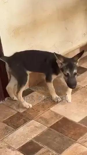 1-3 months Male Purebred German Shepherd