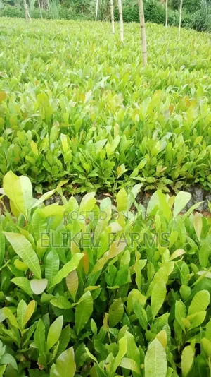 High Quality Hybrid Cashew Seedlings for Ur Farms.