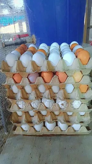 Fresh Eggs Directly From the Farm for Sale.