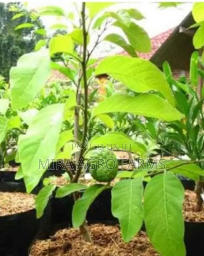 Fruits Seedlings