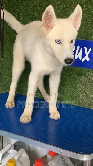 1-3 months Male Purebred Siberian Husky