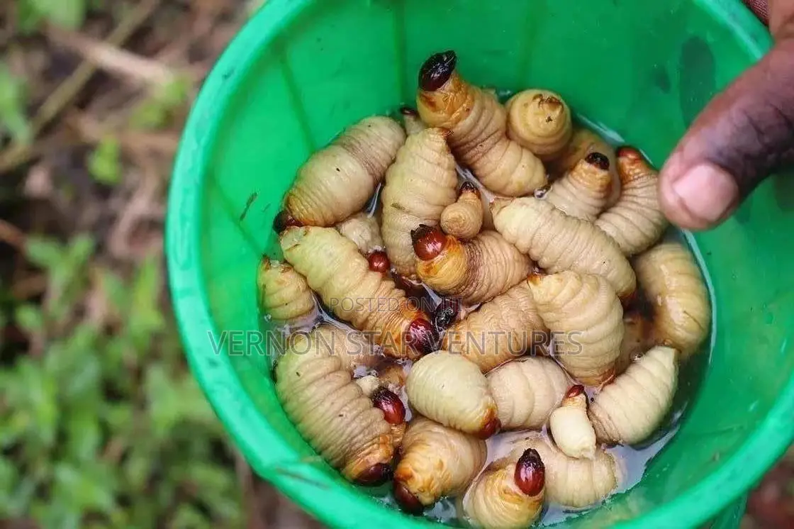 Akokono (Edible Palm Tree Larvae)