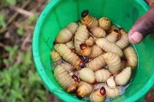 Akokono (Edible Palm Tree Larvae)