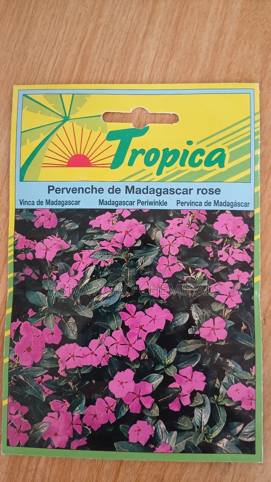 Madagascar Periwinkle Flowers Seeds