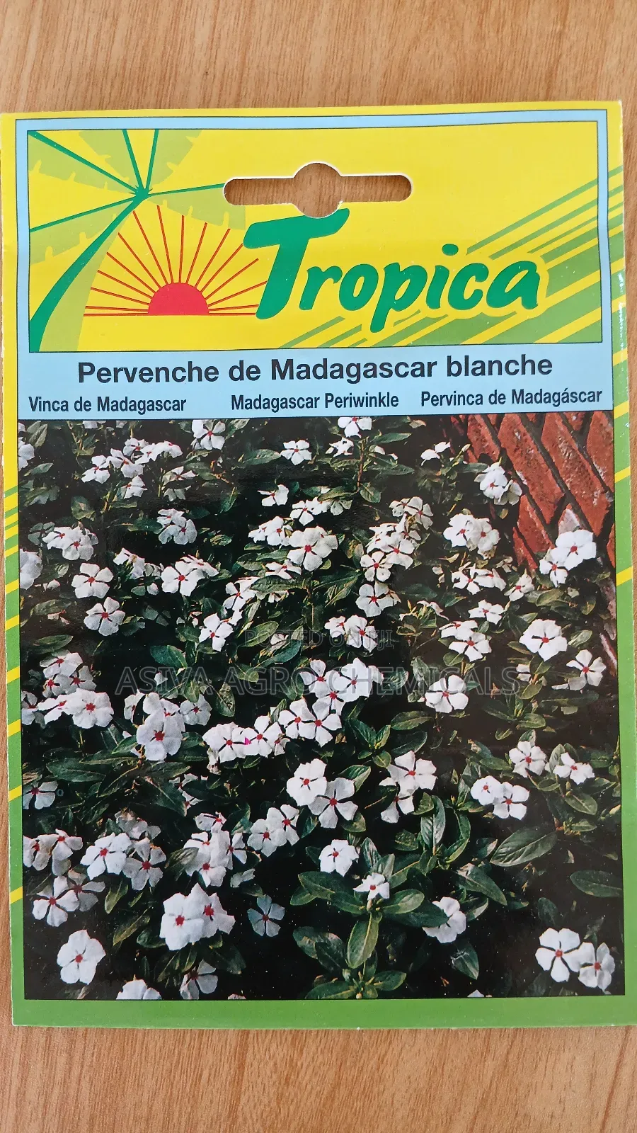 Madagascar Periwinkle Flowers Seeds