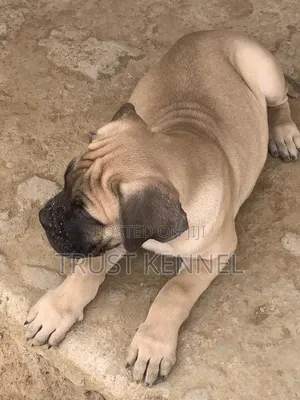 1-3 months Male Purebred Bullmastiff