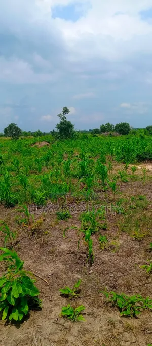 Farmland Fo Lease or Rent at Akuietey
