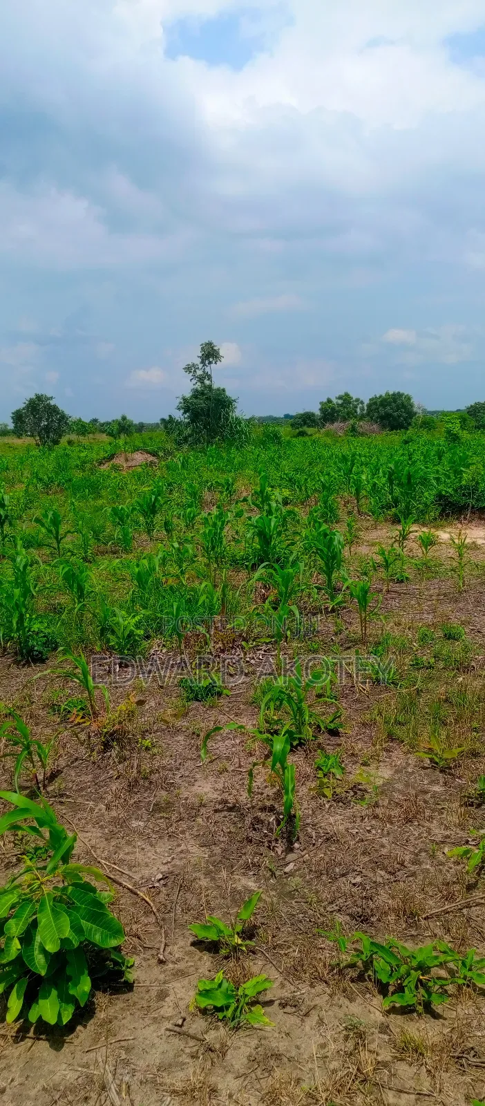 Farmland Fo Lease or Rent at Akuietey
