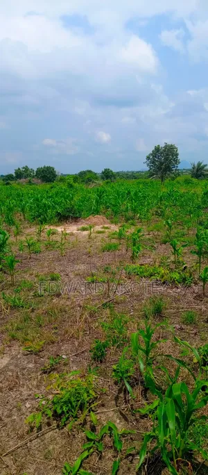Farmland Fo Lease or Rent at Akuietey