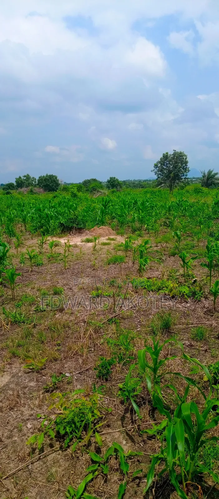 Farmland Fo Lease or Rent at Akuietey