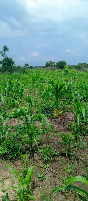 Farmland Fo Lease or Rent at Akuietey