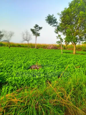 Farmland Fo Lease or Rent at Akuietey