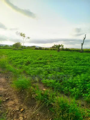 Farmland Fo Lease or Rent at Akuietey