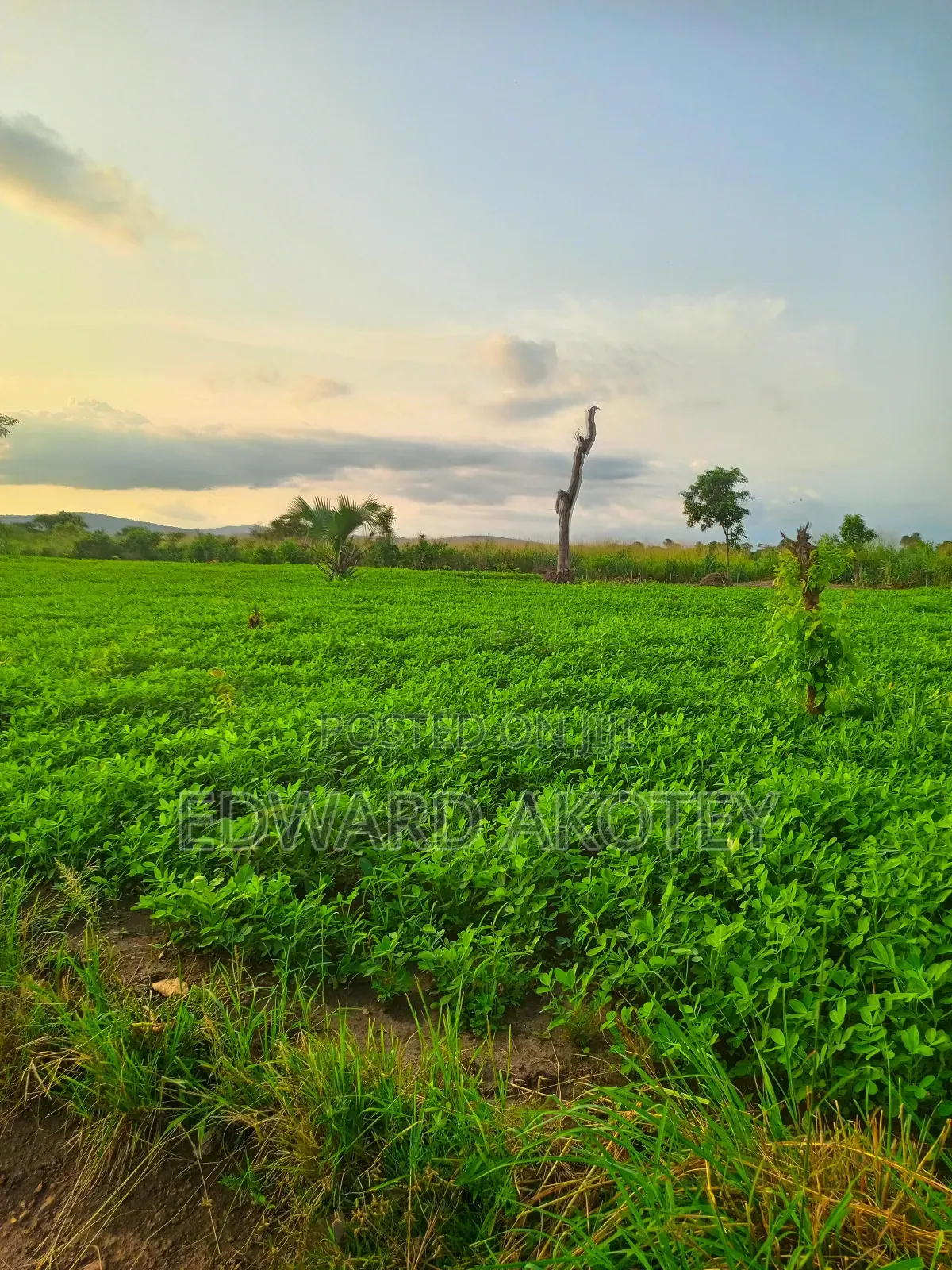 Farmland Fo Lease or Rent at Akuietey