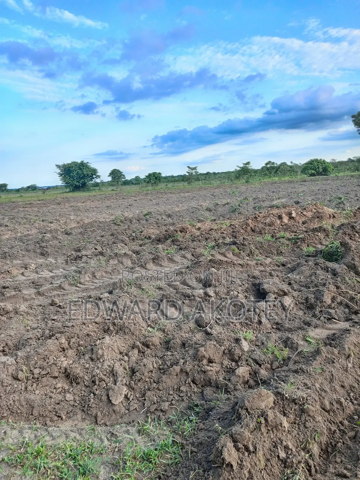 Fertile Farmland for Lease or Buy