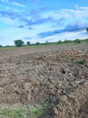Fertile Farmland for Lease or Buy