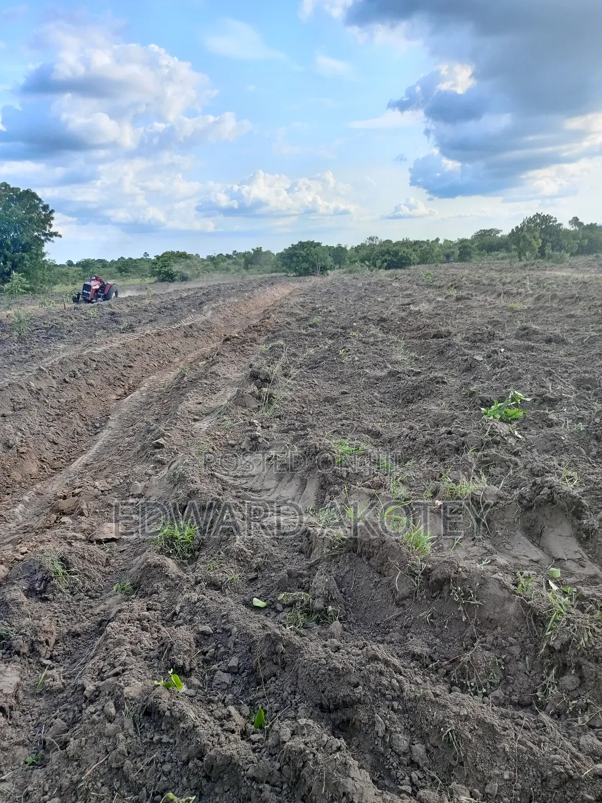 Fertile Farmland for Lease or Buy