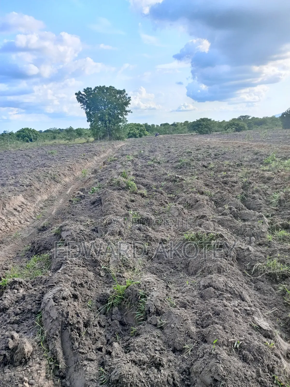 Fertile Farmland for Lease or Buy