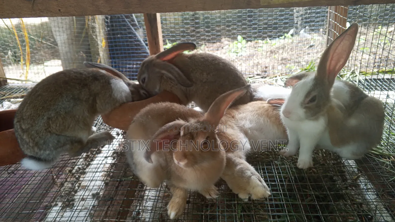 Rabbit Weaners (From Pure Breed Buck)
