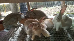 Rabbit Weaners (From Pure Breed Buck)