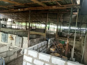 Poultry or Pig Farm for Sale at Kasoa Ofaakor Gada