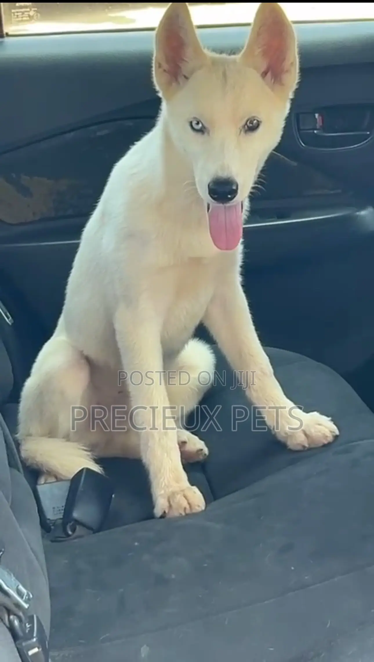1+ year Male Purebred Siberian Husky