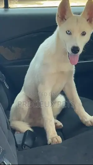 1+ year Male Purebred Siberian Husky
