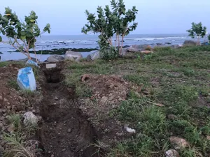 2 Plots of Land Tema