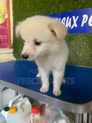 1-3 months Male Purebred American Eskimo