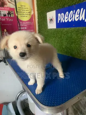 1-3 months Male Purebred American Eskimo