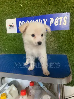 1-3 months Male Purebred American Eskimo