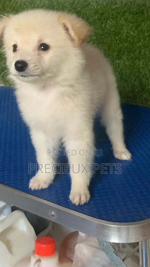 1-3 months Male Purebred American Eskimo
