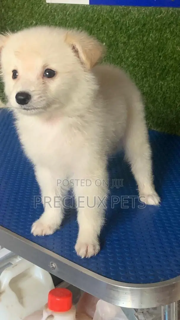 1-3 months Male Purebred American Eskimo